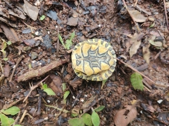 Trachemys grayi