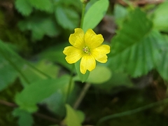 Linum virginianum
