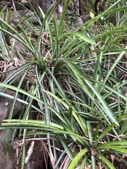 Wittmackia lingulata