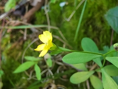 Linum virginianum