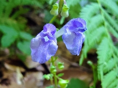 Scutellaria saxatilis
