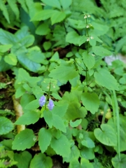 Scutellaria saxatilis