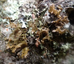 Tuckermanopsis americana