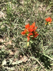 Castilleja glandulosa