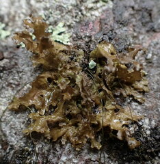 Tuckermanopsis americana