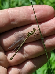 Lestes unguiculatus