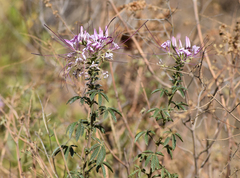 Cleome boliviensis