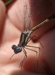 Lestes forcipatus