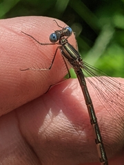 Lestes forcipatus