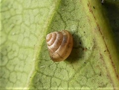 Coneuplecta calculosa