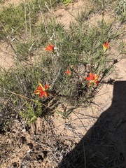 Castilleja glandulosa