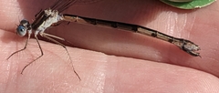Lestes forcipatus