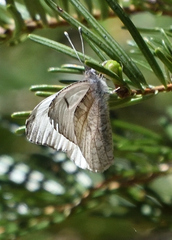 Anthocharis lanceolata