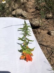 Castilleja glandulosa