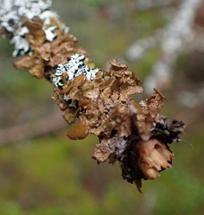 Tuckermanopsis americana