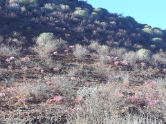Brunsvigia bosmaniae