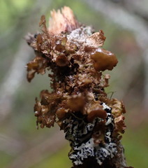 Tuckermanopsis americana
