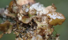 Tuckermanopsis americana