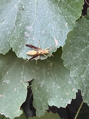Polistes aurifer