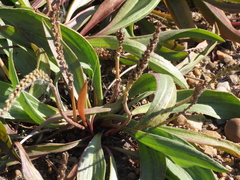Plantago eriopoda