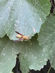 Polistes aurifer