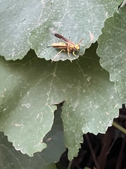 Polistes aurifer