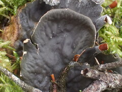 Peltigera cinnamomea