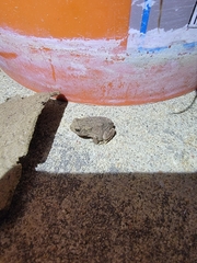 Anaxyrus americanus