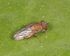 Hydrelliinae