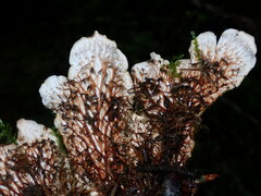 Peltigera cinnamomea