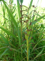 Platanthera leucophaea