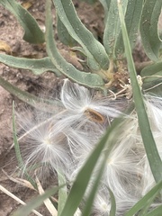 Asclepias involucrata