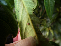 Coneuplecta calculosa