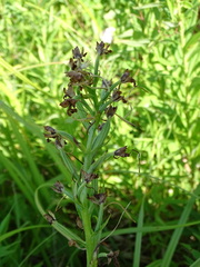 Platanthera leucophaea