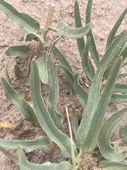 Asclepias involucrata