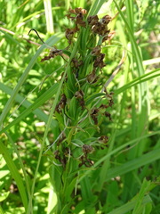 Platanthera leucophaea