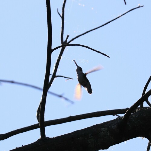 Ruby-throated Hummingbird photographed in Connecticut