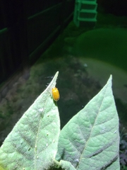 Coleoptera