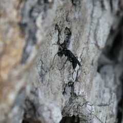 Auplopus carbonarius