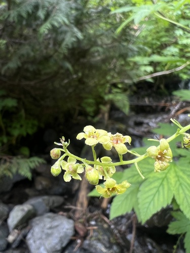 Wynoochee Pass Trail