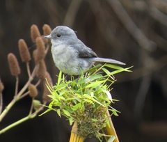 Melaenornis fischeri