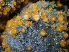 Cheilymenia coprinaria