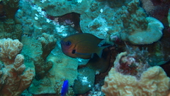 Pycnochromis pacifica
