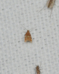 Theisoa constrictella