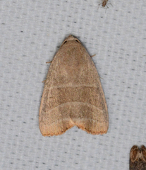 Bagisara rectifascia