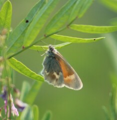 Coenonympha tullia yukonensis