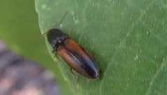 Agriotes thevenetii