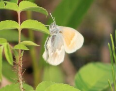 Coenonympha tullia yukonensis