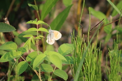 Coenonympha tullia yukonensis