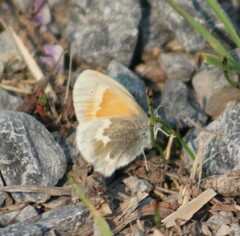 Coenonympha tullia yukonensis